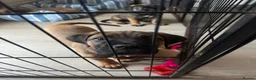 Cane Corso dogs for sale: Ready now 4 beautiful caneCorso pups - Advert 6