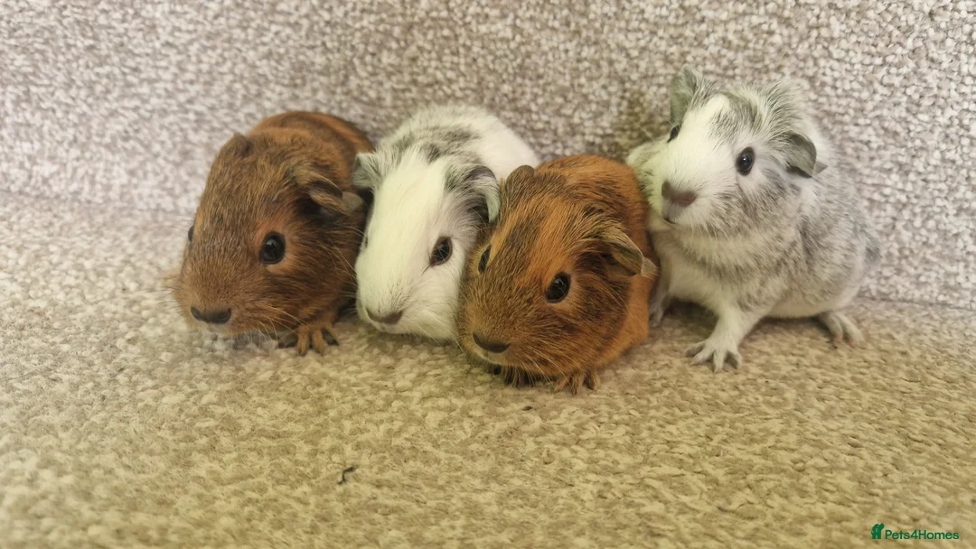 Guinea Pig rodents for sale: Teddy guinea pig - Advert 2