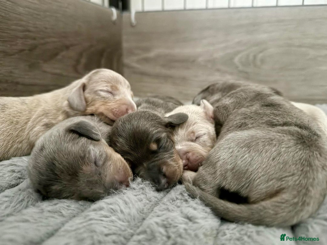 Miniature Dachshund dogs for stud: Miniature Daschund KC Registered PRA clear STUD  - Advert 8