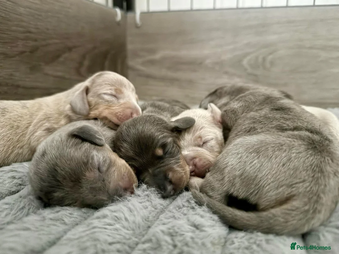 Miniature Dachshund dogs for stud: Miniature Daschund KC Registered PRA clear STUD  - Advert 8