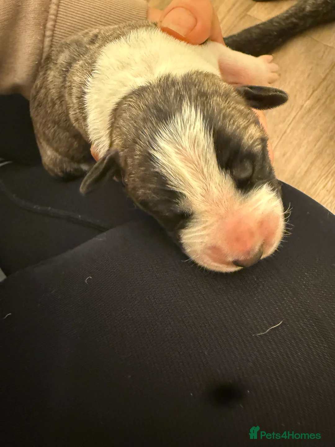 Mixed Breed dogs for sale: Bull lurcher cross puppies - Advert 14