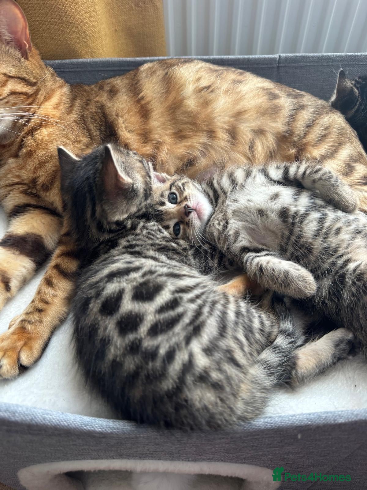 Bengal cats for sale: Adorable little creatures, bengals - Advert 5