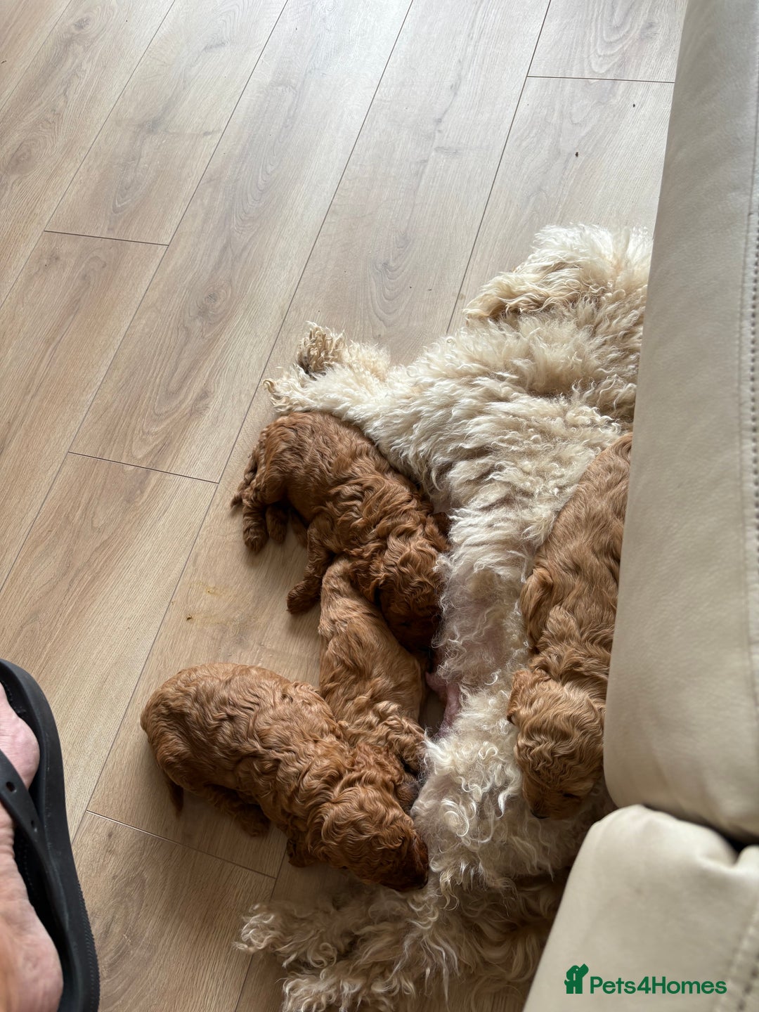 Miniature Poodle dogs for sale: Omg beautiful poodles - Image 5