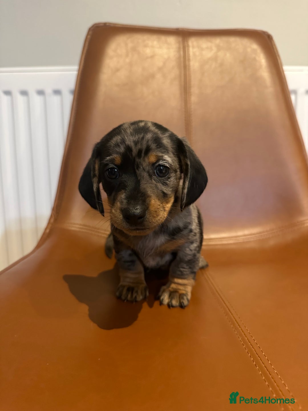 Dachshund dogs for sale: Chunky Standard Homebred Dachshunds - Image 14