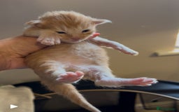 Maine Coon cats for sale: Stunning XL Pure bred Main Coon kittens for sale  - Image 17