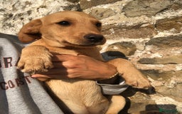 Labrador Retriever dogs for sale: Foxred/Yellow Labradors 5* Licensed Breeder in Catterick Garrison - Image 4