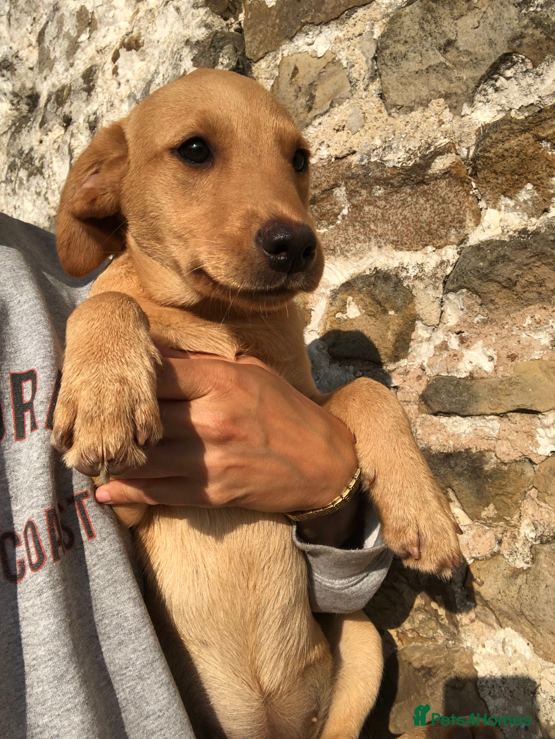 Labrador Retriever dogs for sale: Foxred/Yellow Labradors 5* Licensed Breeder in Catterick Garrison - Image 4