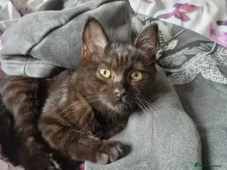 British Shorthair cats Kimi - British Shorthair - Advert 1