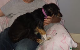 Mixed Breed dogs for adoption: Meet Sweet KATIA !  She needs a new Loving HOME... - Image 10