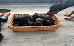 Dobermann dogs for sale: Doberman pups - Image 12