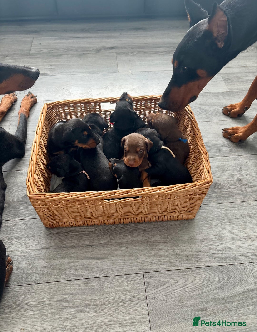 Dobermann dogs for sale: Doberman pups - Image 12