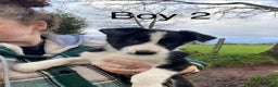 Border Collie dogs for sale: Black & White Border Collie Pups near Hay-on-Wye - Advert 4