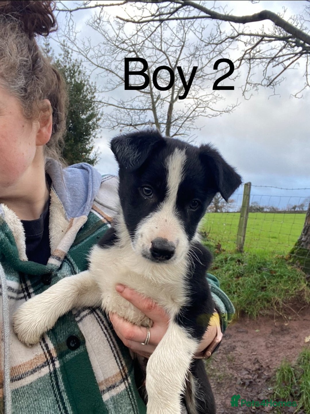 Border Collie dogs for sale: Black & White Border Collie Pups near Hay-on-Wye - Advert 4