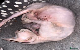 Sphynx cats for sale: Boy and girl syphnx  - Image 15