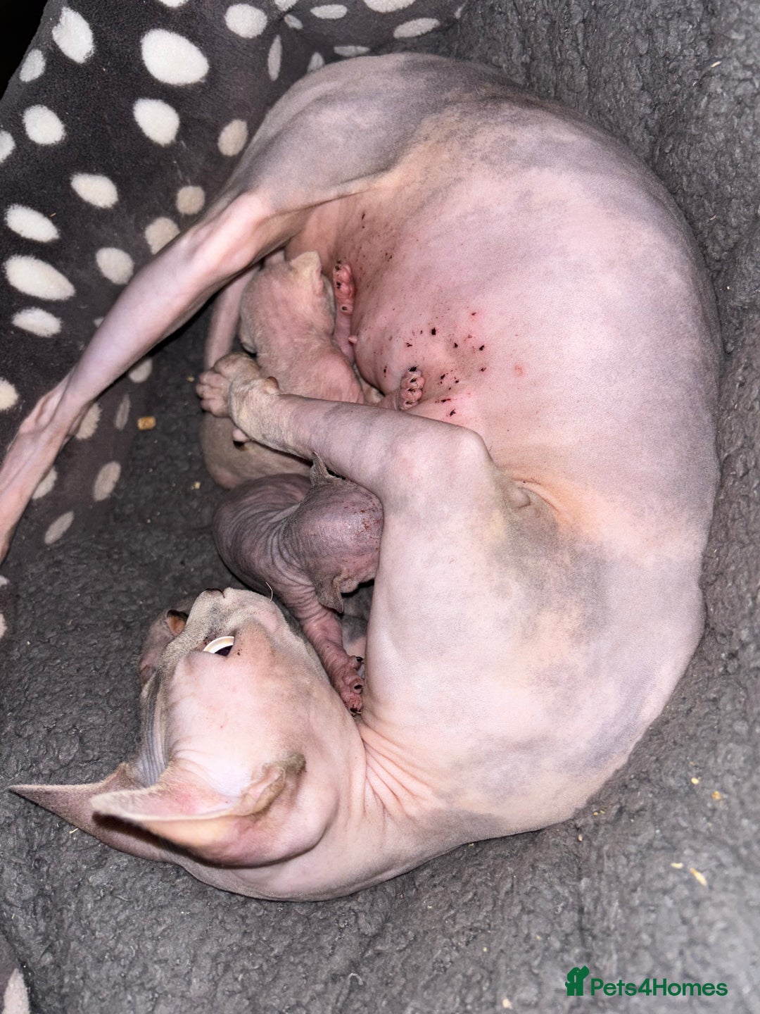 Sphynx cats for sale: Boy and girl syphnx  - Image 15