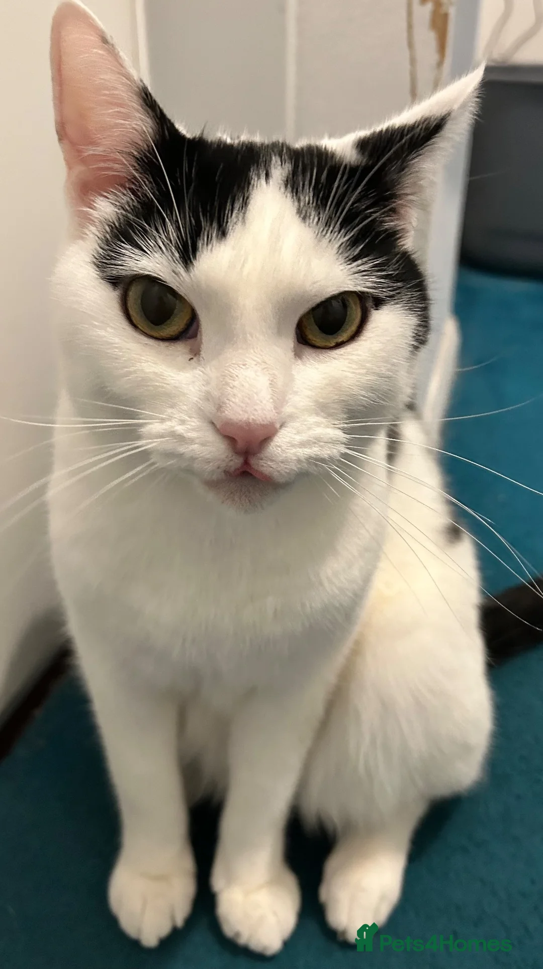 British Shorthair cats for sale: Friendly affectionate 5 year old male cat in London - Advert 1