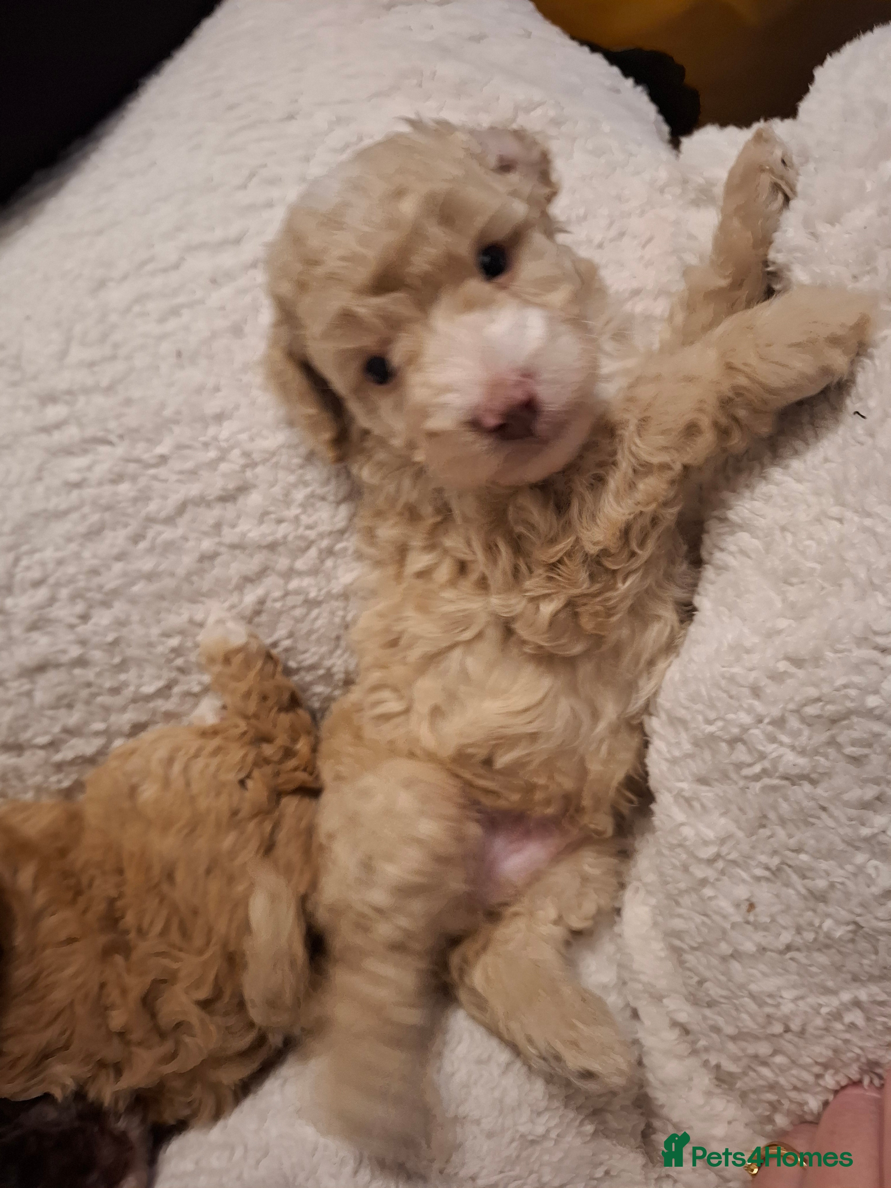 Cockapoo dogs Minature cockapoo puppies - Advert 16