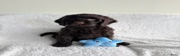 Cockapoo dogs for sale: Cuddly Cockapoo puppies!  - Advert 24