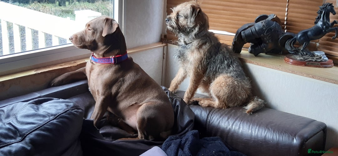 Border Terrier dogs for sale: Border Terrier Bitch - Image 2