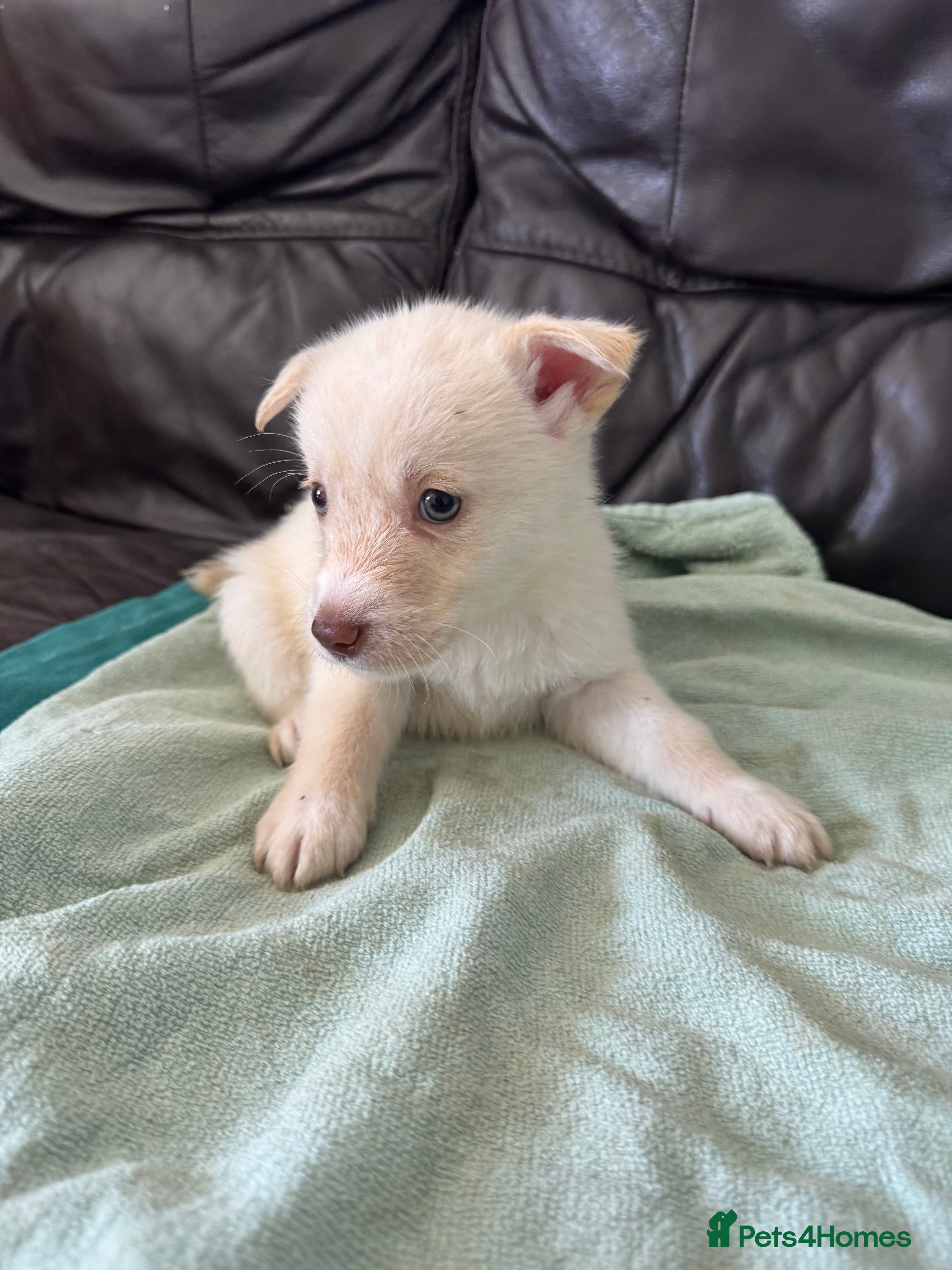 Mixed Breed dogs 1 white, blue eyes male still available  - Advert 11