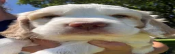 Clumber Spaniel dogs for sale: Beautiful litter of Clumber Spaniels in Yelverton - Advert 6