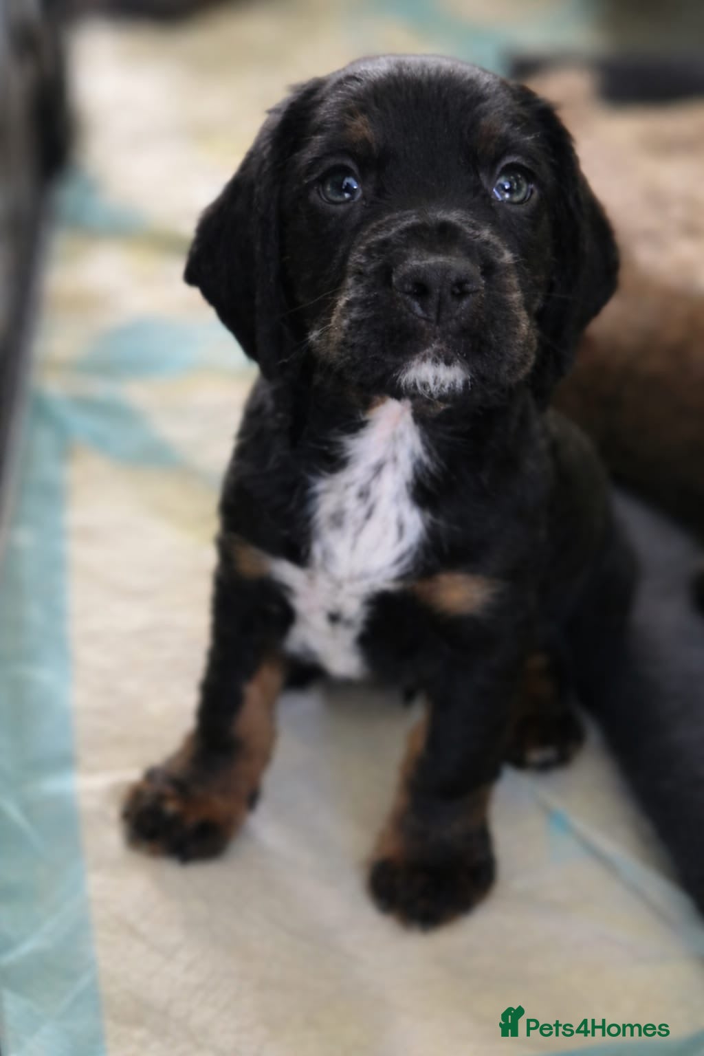 Sprocker dogs Last male remaining. Sprocker pup 27th March ready - Advert 4