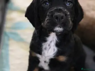 Sprocker dogs Last male remaining. Sprocker pup 27th March ready - Advert 4