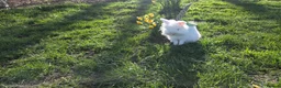 Lionhead rabbits for sale: cute female bunny for sale - Advert 2