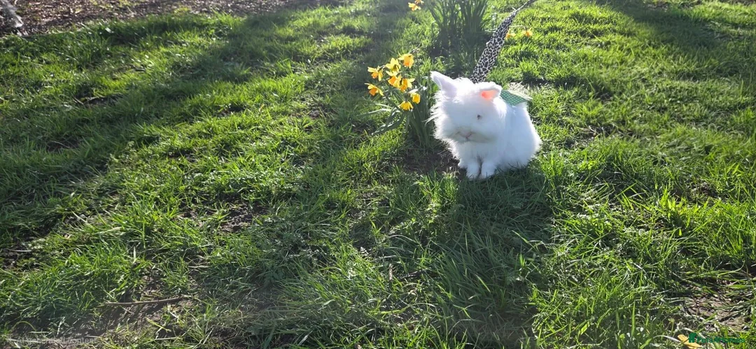 Lionhead rabbits for sale: cute female bunny for sale - Advert 2