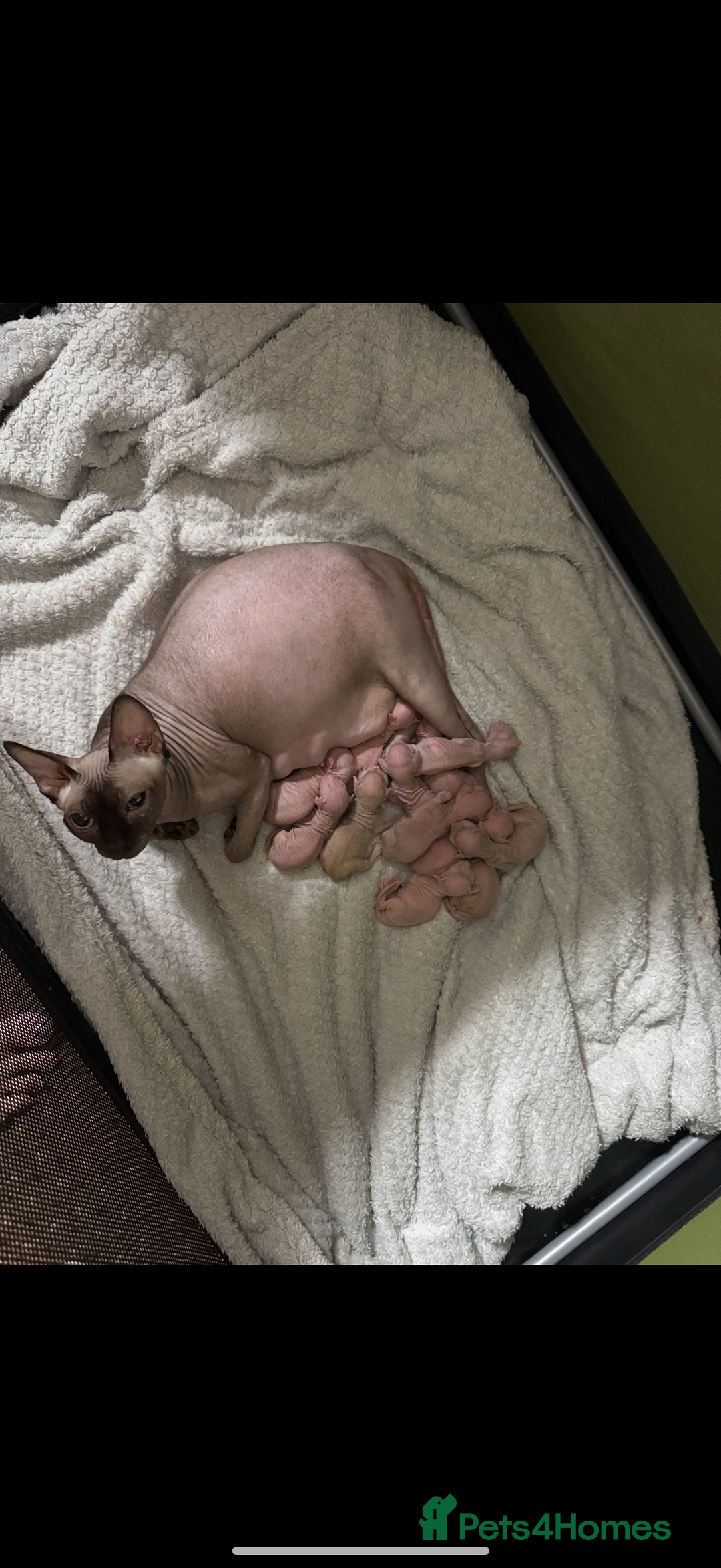 Sphynx cats for sale: Bald, bold elf blue eyes kittens  - Image 34