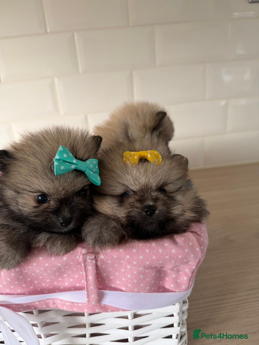 Pomeranian dogs for sale: 4 beautiful Pomeranians available for reservation - Advert 4