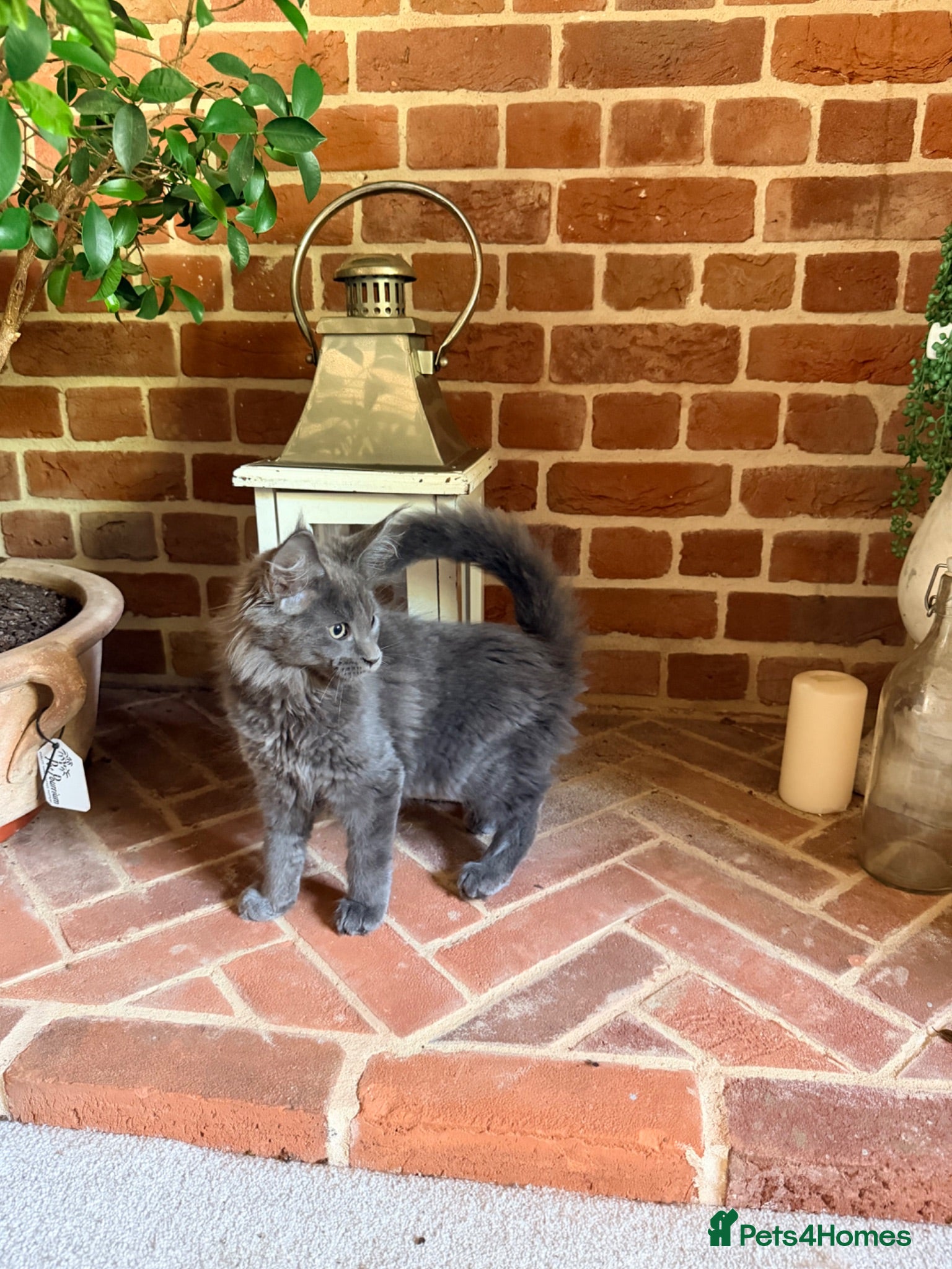 Maine Coon cats 🐾 READY NOW • FULLY REGISTERED MAINE COONS 🐾 - Advert 2