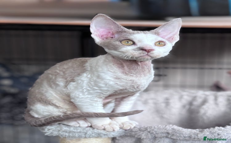 Devon Rex cats - Advert 1