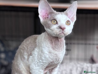 Devon Rex cats - Advert 8