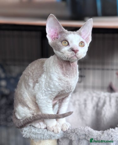 Devon Rex cats - Advert 1
