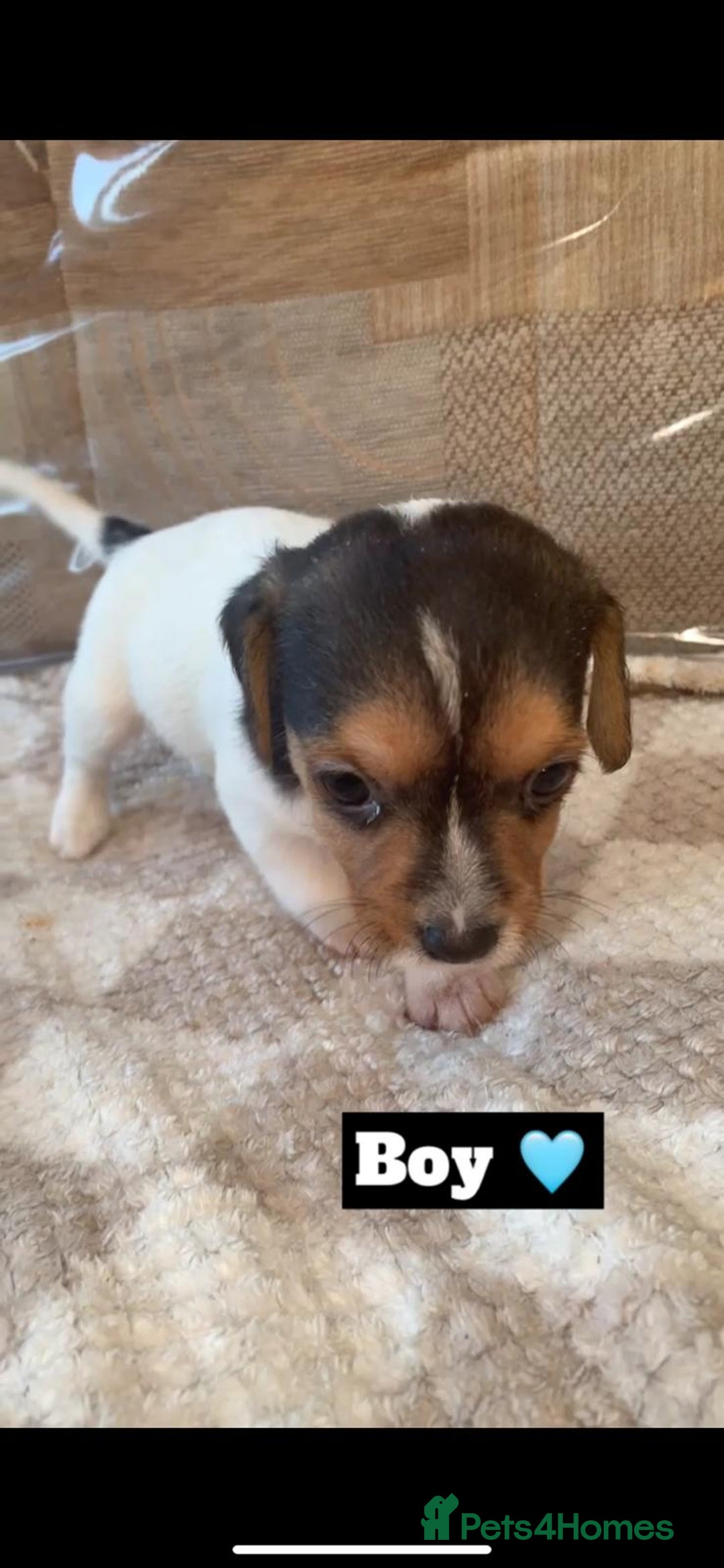 Jack Russell dogs for sale: JackRussell puppies ready for there forever homes  - Advert 3