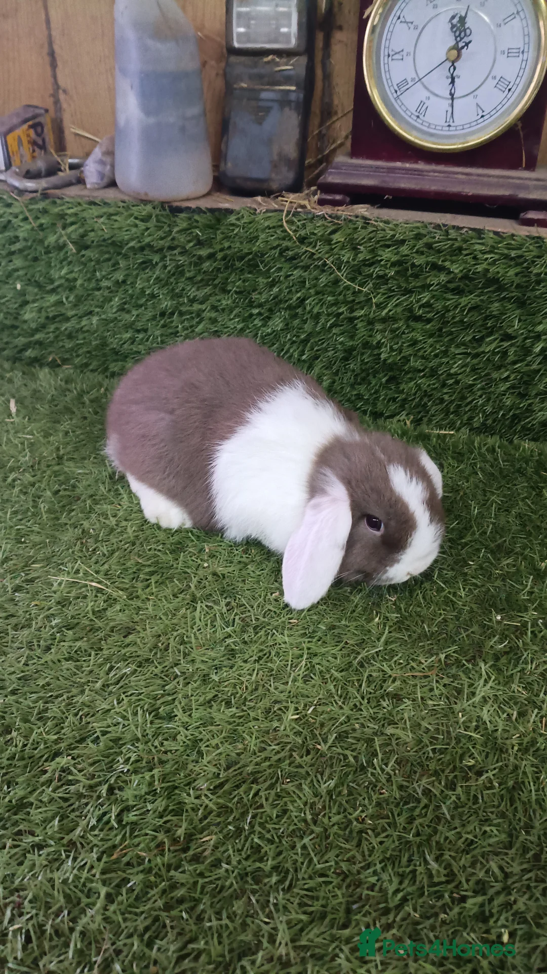 Mini Lop rabbits for sale: Pure mini lops and dwarf Papillon  - Advert 1