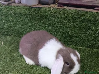 Mini Lop rabbits Pure mini lops and dwarf Papillon - Advert 4