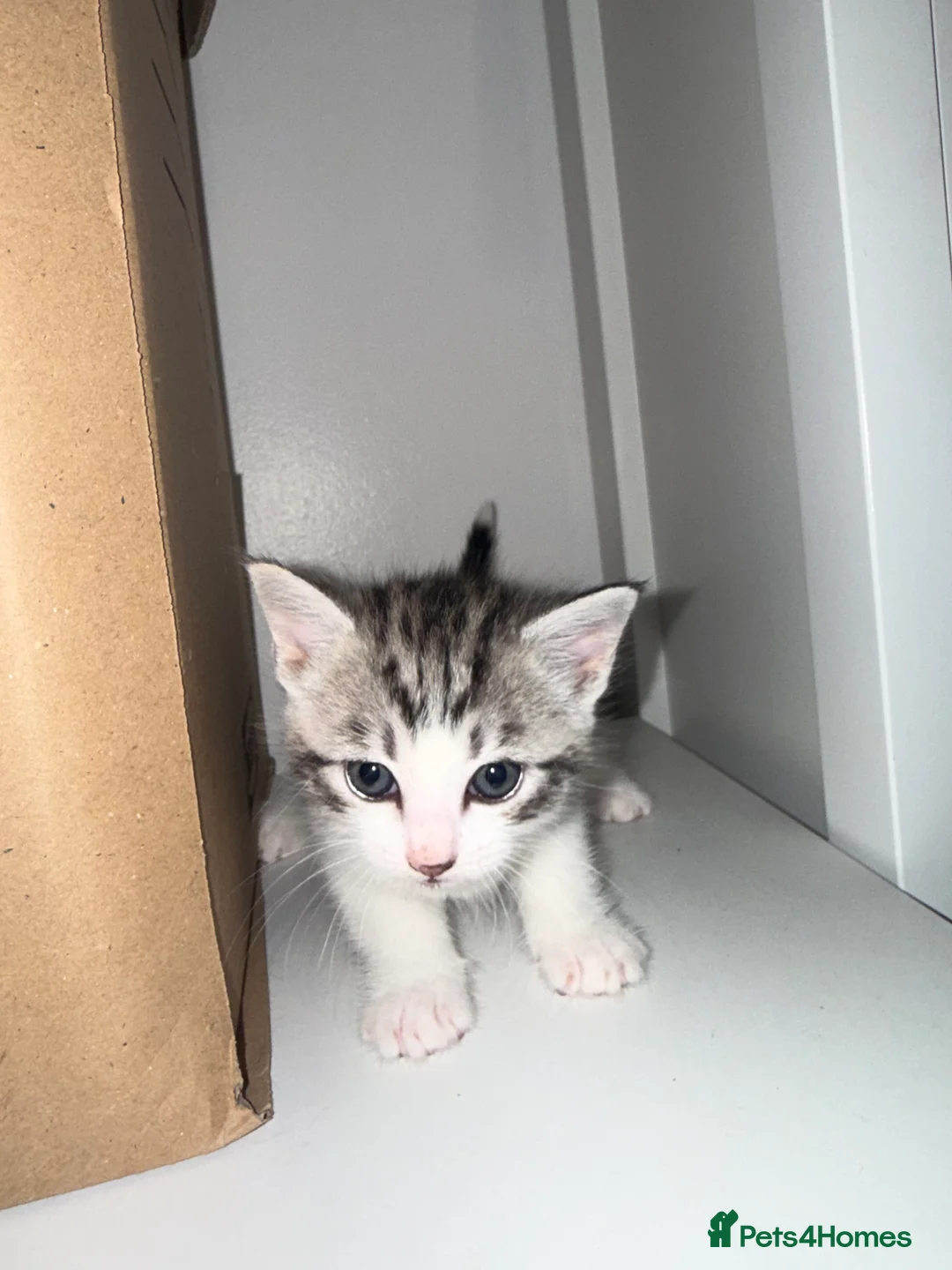 British Shorthair cats for sale: British shorthair  - Advert 2
