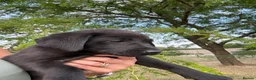 Labrador Retriever dogs for sale: 🖤🧡Fabulous Puppies Looking for a 5⭐️ home  - Advert 20