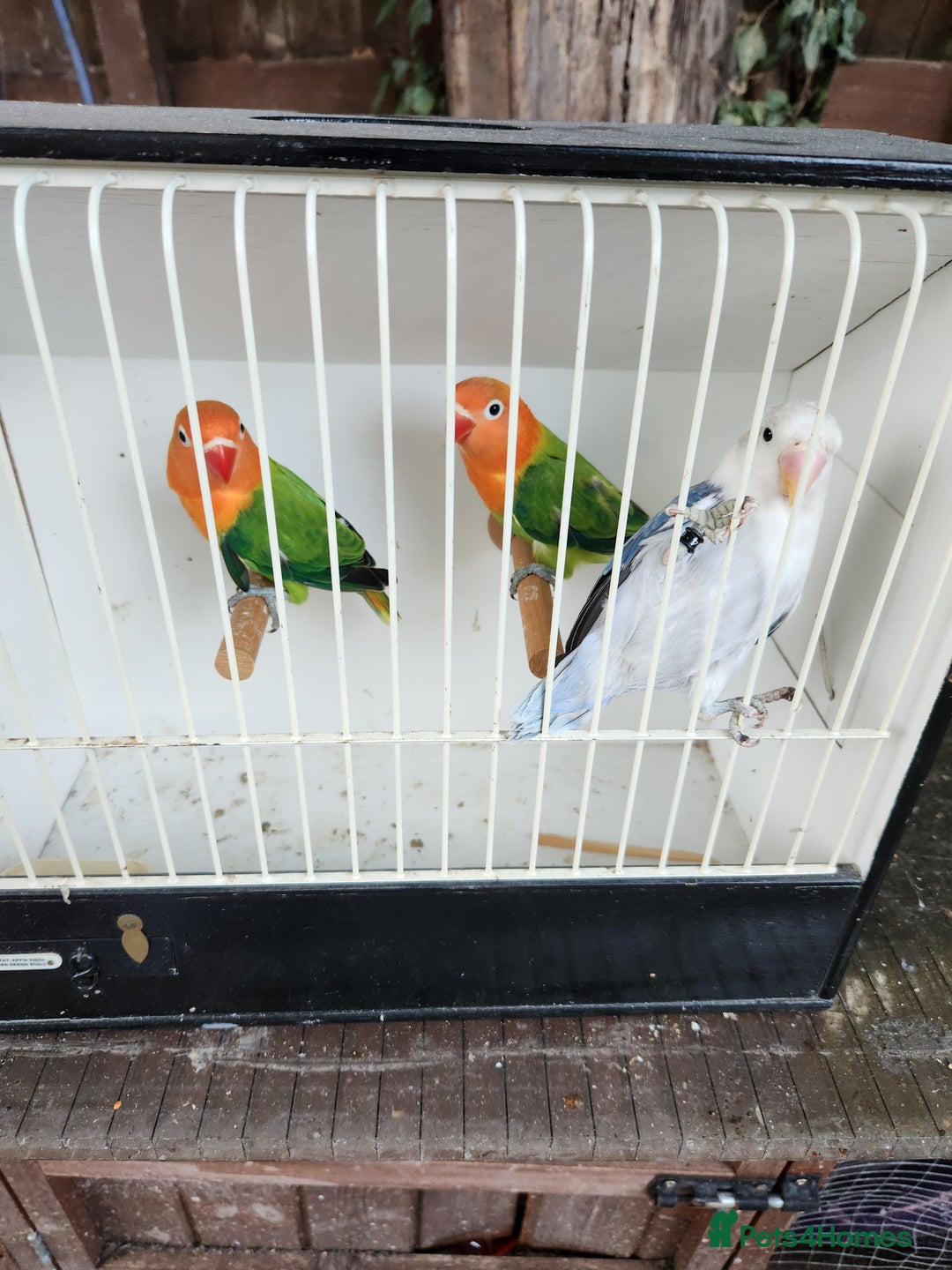 Lovebirds birds for sale:  Fischers lovebirds for sale in Birmingham - Image 21