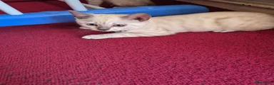 Bengal 3