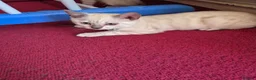 Bengal cats for sale: Bengal Kittens  - Advert 4