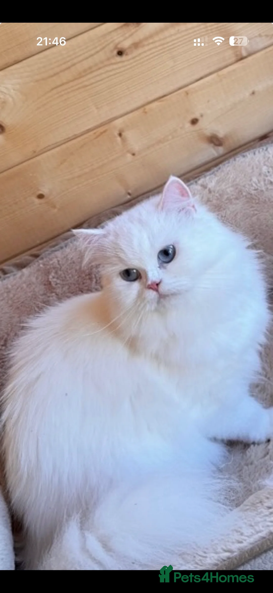 British Longhair cats for sale: Adorable British Longhair and Shorthair kittens - Advert 2