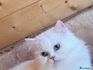 British Longhair cats Adorable British Longhair and Shorthair kittens - Advert 4