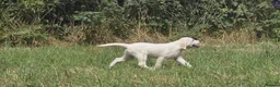 Labrador Retriever dogs for sale: Labrador puppies in Craigavon - Advert 3