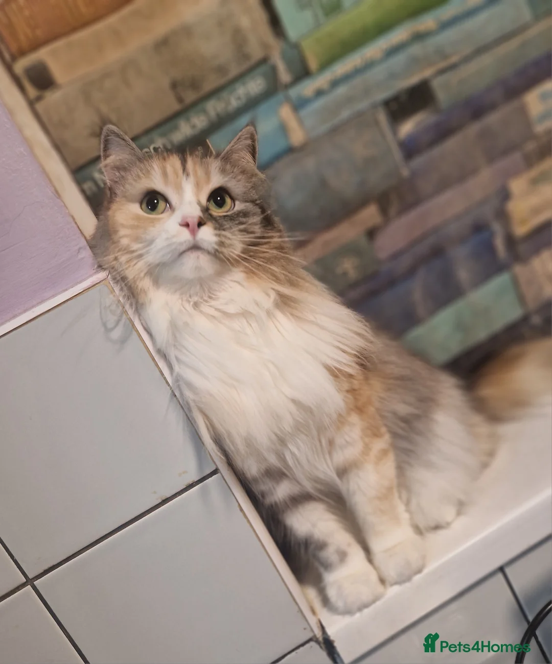 Mixed Breed cats for sale: 3 old spayed female persian x cat needing home - Advert 2