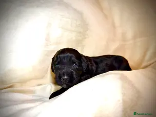 Cockapoo dogs Beautiful litter of cockapoos - Advert 2