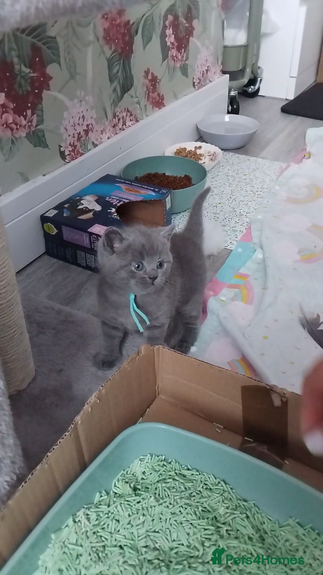 British Shorthair cats British shorthair x Domestic shorthair  - Advert 14