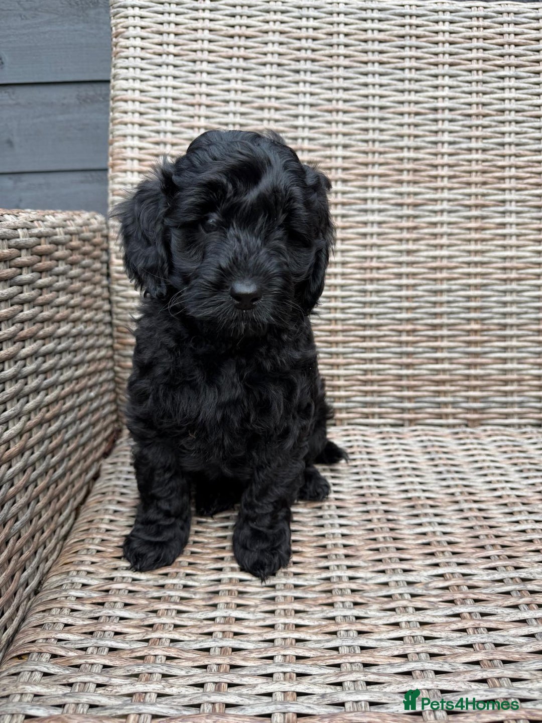 Cockapoo dogs for sale: F1b Cockapoo Puppies (One boy left) - Advert 26